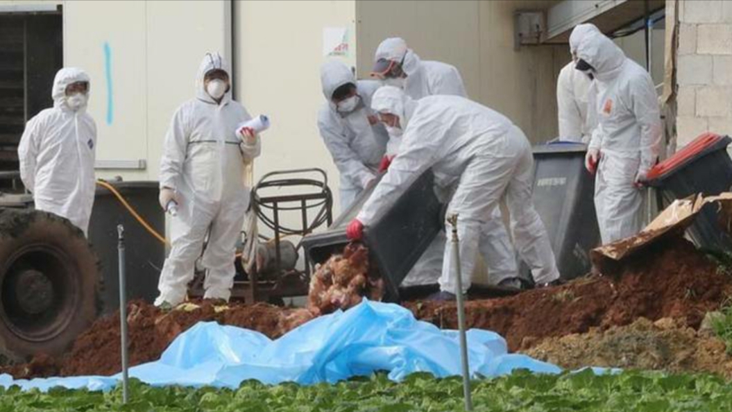 Avian Influenza in South Korea